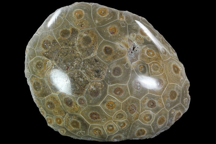Polished Fossil Coral (Actinocyathus) - Morocco #90242